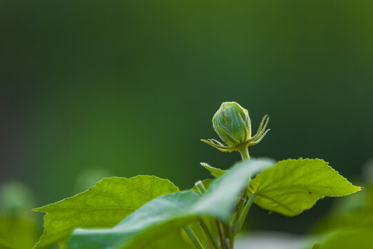 芙蓉花蕾