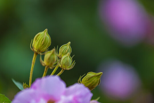 芙蓉花蕾