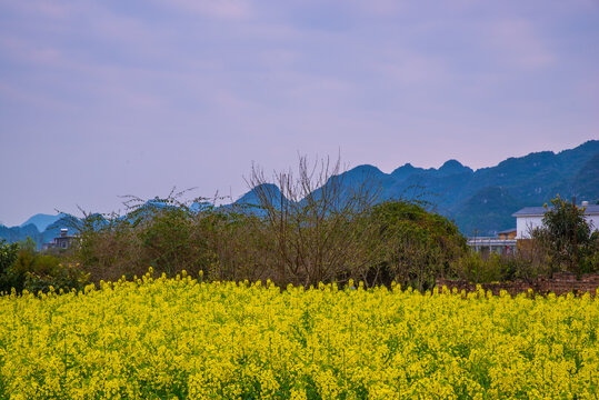 贵州油菜花田野