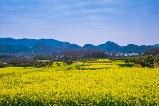 贵州油菜花田野