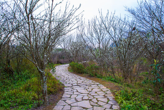 山村小路