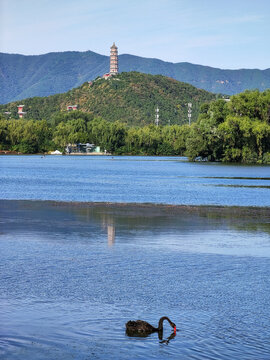 玉泉山玉峰塔昆明湖黑天鹅