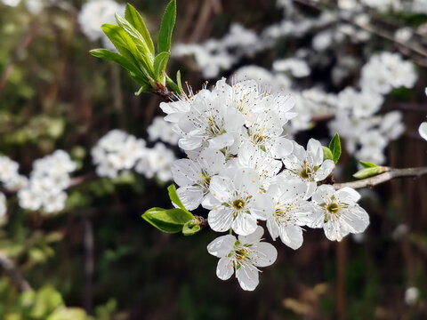 李花