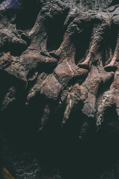 动物化石标本考古历史