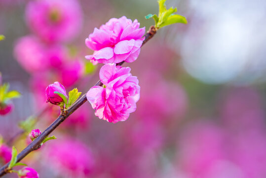 花卉摄影