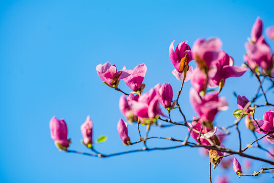 花卉摄影