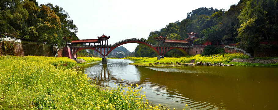 古桥油菜花全景