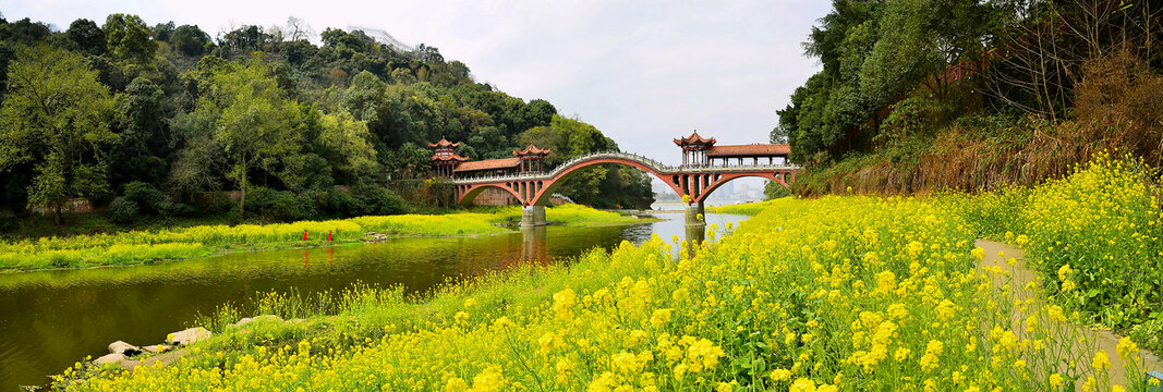 古桥油菜花全景