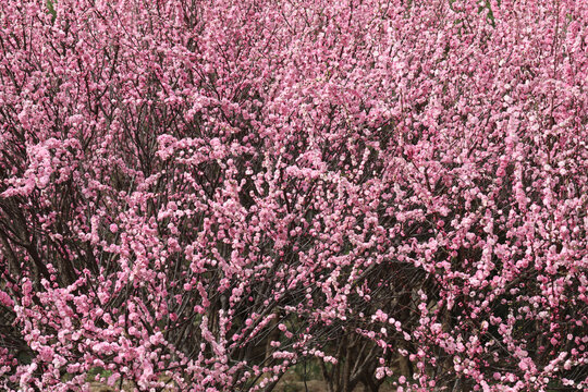 毛樱桃花