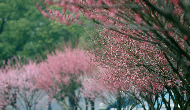 城乡花掩春意浓