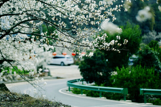 城乡花掩春意浓