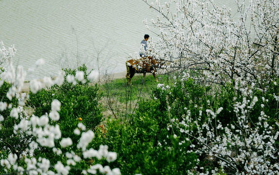 城乡花掩春意浓