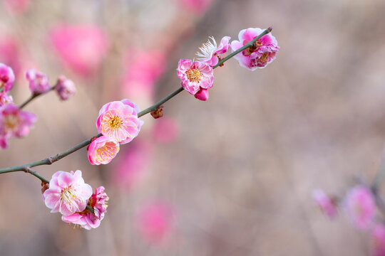 红梅梅花