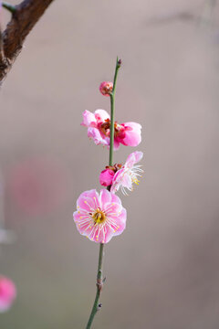 红梅梅花