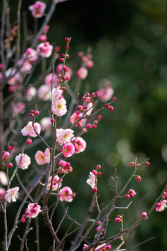 梅花花朵花枝