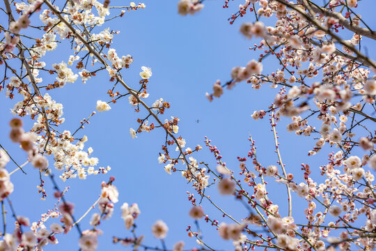 蓝天背景下的梅花