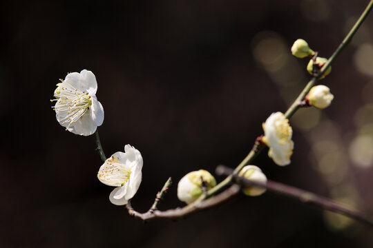 一枝梅