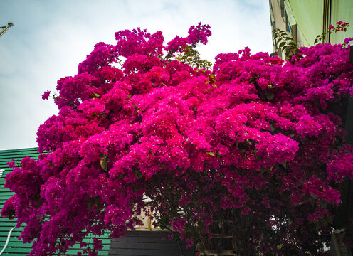 杜鹃花满枝头