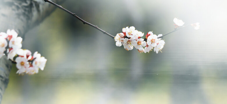 桃花杏花梅花