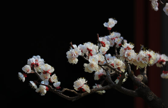 桃花杏花梅花