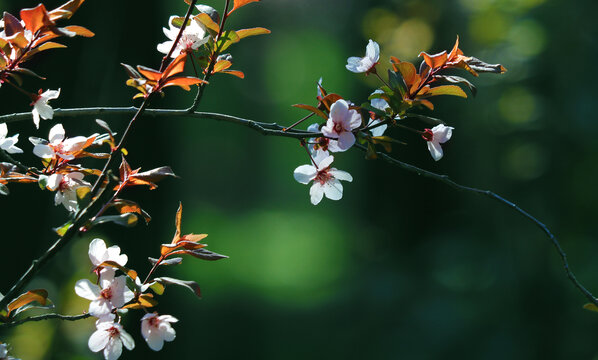 桃花