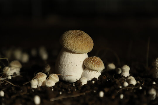 蘑菇新生命新希望