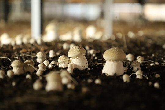 蘑菇新生命新希望
