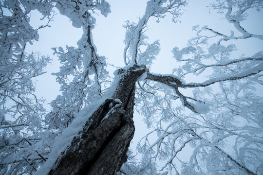 雪乡