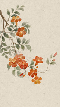 凌霄花插畫