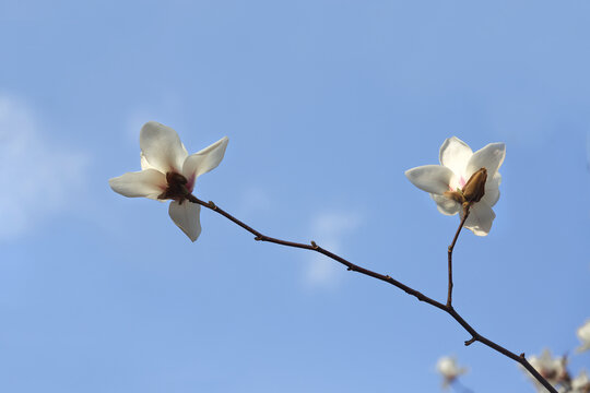 玉兰花白玉兰