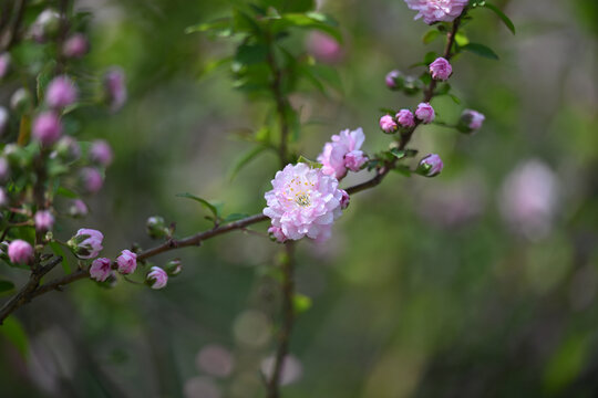 郁李花