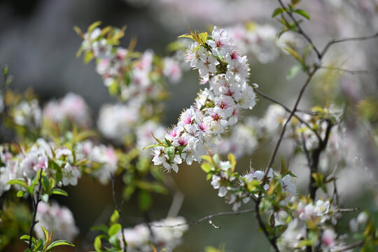 郁李花