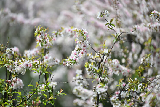 郁李花