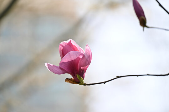 玉兰花开