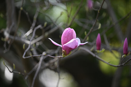 玉兰花开