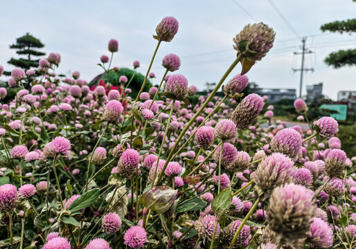 千日粉花田