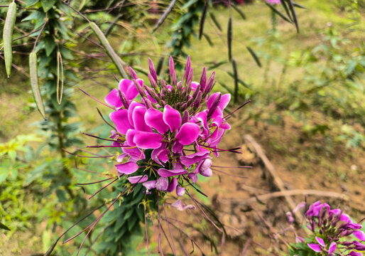 醉蝶花特写