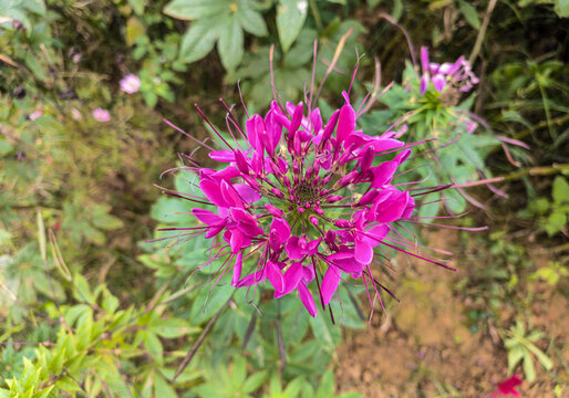 龙须花花序