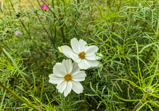 白色波斯菊