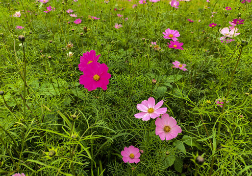 格桑花花海