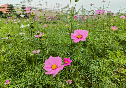 格桑花花田