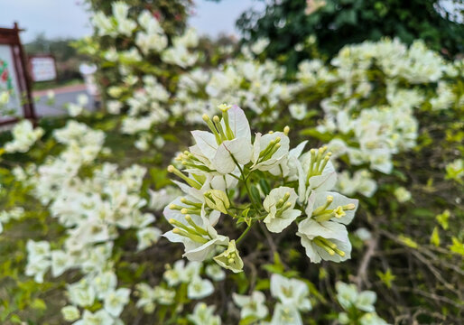 三角梅花