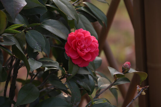 山茶花