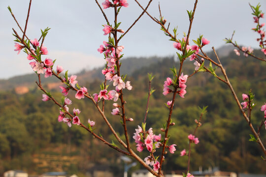 桃花