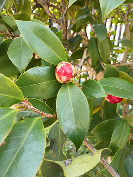 茶树开花3