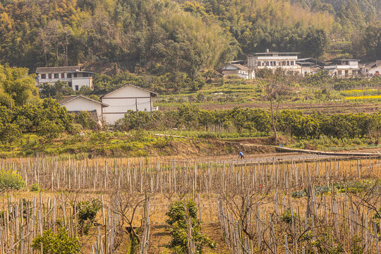 田野田园