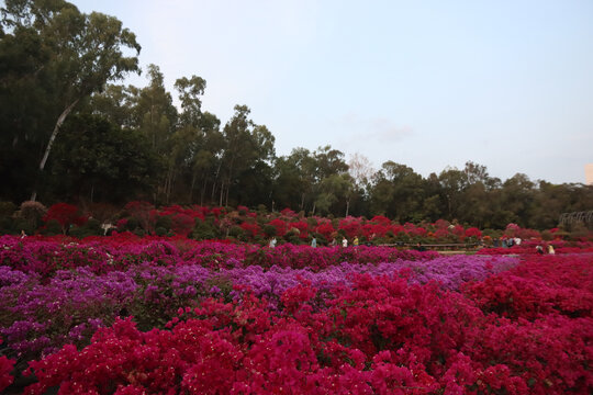 杜鹃花海