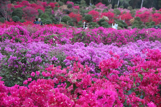 杜鹃花海