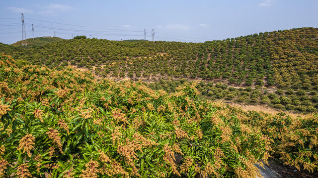 芒果山上芒果花开