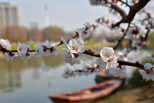 河边的桃花